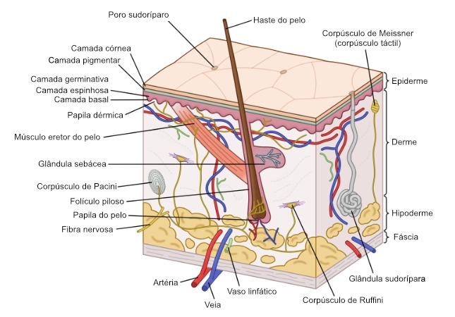 Sistema tegumentar